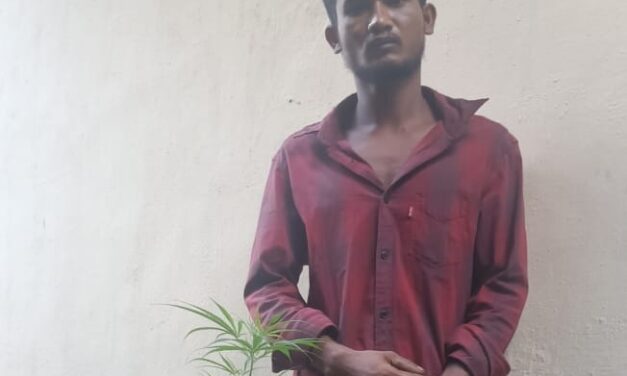 കഞ്ചാവ് നട്ടു വളർത്തിയ അന്യസംസ്ഥാനക്കാരനായ തൊഴിലാളി തൃക്കൊടിത്താനത്ത് പിടിയിൽ   