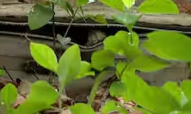 കൊല്ലത്ത് പള്ളിവളപ്പില്‍ സ്യൂട്ട്‌കേസിനുള്ളില്‍ അസ്ഥികൂടം കണ്ടെത്തി; അന്വേഷണം ആരംഭിച്ചു
