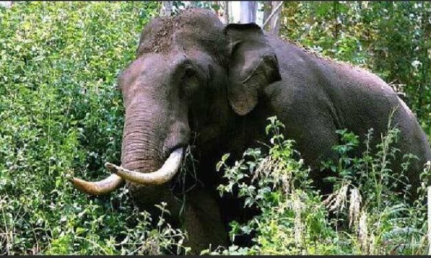 വീണ്ടും കാട്ടാന ആക്രമണം ; അതിരപ്പിള്ളിയിൽ കാട്ടാന ആക്രമണത്തിൽ രണ്ടു പേര്‍ കൊല്ലപ്പെട്ടു :  ഒരാളുടെ മൃതദേഹം പുഴയിൽ, മറ്റൊരാളുടേത് പാറപ്പുറത്ത്