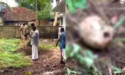 കൊച്ചിയിൽ പറമ്പ് വൃത്തിയാക്കുന്നതിനിടെ മനുഷ‍്യന്‍റെ തലയോട്ടി കണ്ടെത്തി
