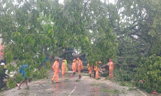 കോട്ടയത്ത് കനത്തമഴ: വന്‍മരം റോഡിലേക്ക് വീണു ഗതാഗതം തടസപ്പെട്ടു