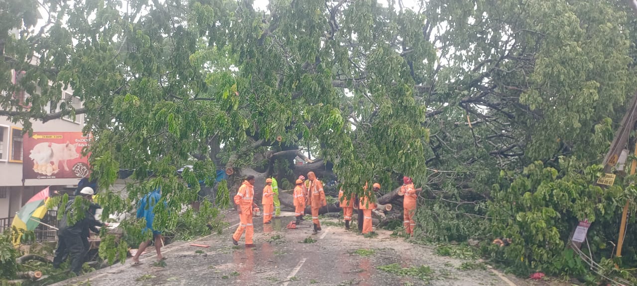 കോട്ടയത്ത് കനത്തമഴ: വന്‍മരം റോഡിലേക്ക് വീണു ഗതാഗതം തടസപ്പെട്ടു