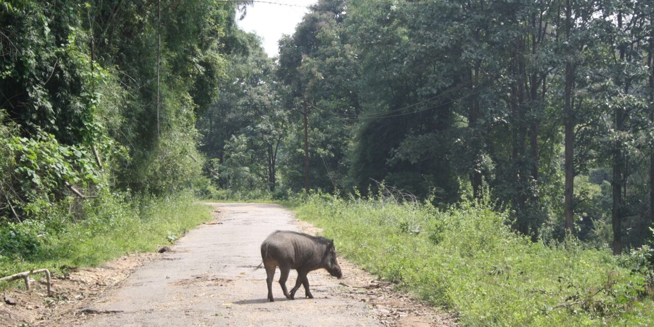 വന്യജീവികളെ പിടികൂടാനും കൊല്ലാനും  അധികാരം സംസ്ഥാന സർക്കാരിനുണ്ടെന്നു കേന്ദ്രവനംപരിസ്ഥിതി മന്ത്രി