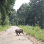 വന്യജീവികളെ പിടികൂടാനും കൊല്ലാനും  അധികാരം സംസ്ഥാന സർക്കാരിനുണ്ടെന്നു കേന്ദ്രവനംപരിസ്ഥിതി മന്ത്രി