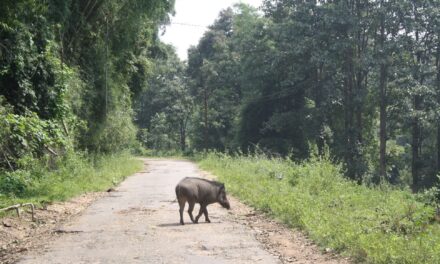വന്യജീവികളെ പിടികൂടാനും കൊല്ലാനും  അധികാരം സംസ്ഥാന സർക്കാരിനുണ്ടെന്നു കേന്ദ്രവനംപരിസ്ഥിതി മന്ത്രി