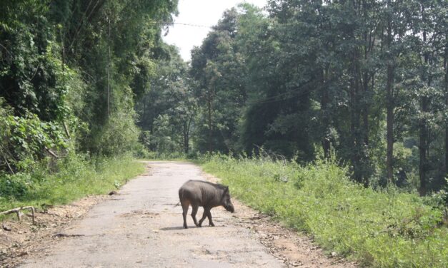 വന്യജീവികളെ പിടികൂടാനും കൊല്ലാനും  അധികാരം സംസ്ഥാന സർക്കാരിനുണ്ടെന്നു കേന്ദ്രവനംപരിസ്ഥിതി മന്ത്രി