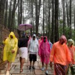 വാഗമണ്ണിലെ മൺസൂൺ ടൂറിസം സജീവം , മഴ നനഞ്ഞ് പൈൻ മരക്കാടിലെത്താൻ വിനോദ സഞ്ചാരികളുടെ വൻ തിരക്ക്- video report