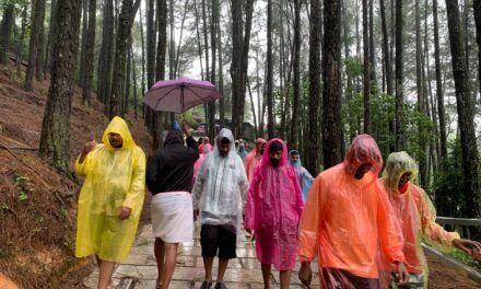 വാഗമണ്ണിലെ മൺസൂൺ ടൂറിസം സജീവം , മഴ നനഞ്ഞ് പൈൻ മരക്കാടിലെത്താൻ വിനോദ സഞ്ചാരികളുടെ വൻ തിരക്ക്- video report