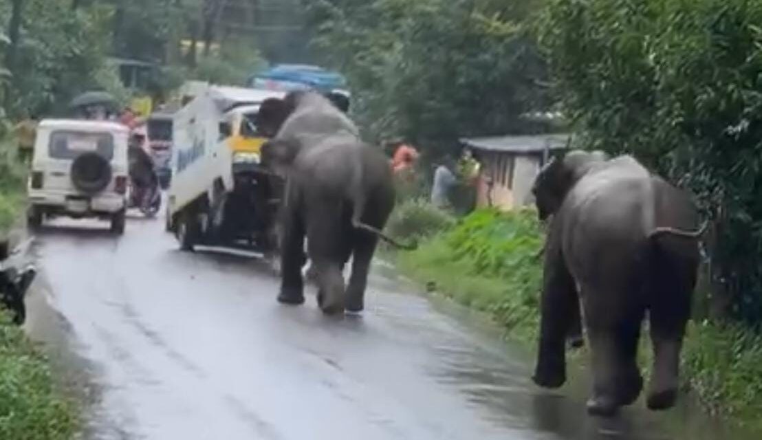 മലപ്പുറം കരുവാരകുണ്ടിൽ പകൽ കാട്ടാനയുടെ ആക്രമണം: ഡ്രൈവർക്ക് പരിക്ക്, ജനങ്ങൾ പരിഭ്രാന്തിയിൽ