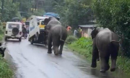 മലപ്പുറം കരുവാരകുണ്ടിൽ പകൽ കാട്ടാനയുടെ ആക്രമണം: ഡ്രൈവർക്ക് പരിക്ക്, ജനങ്ങൾ പരിഭ്രാന്തിയിൽ
