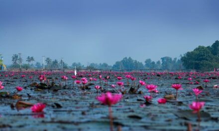 എഴുമാന്തുരുത്ത് ആമ്പൽ വസന്തം ഒരുങ്ങുന്നു