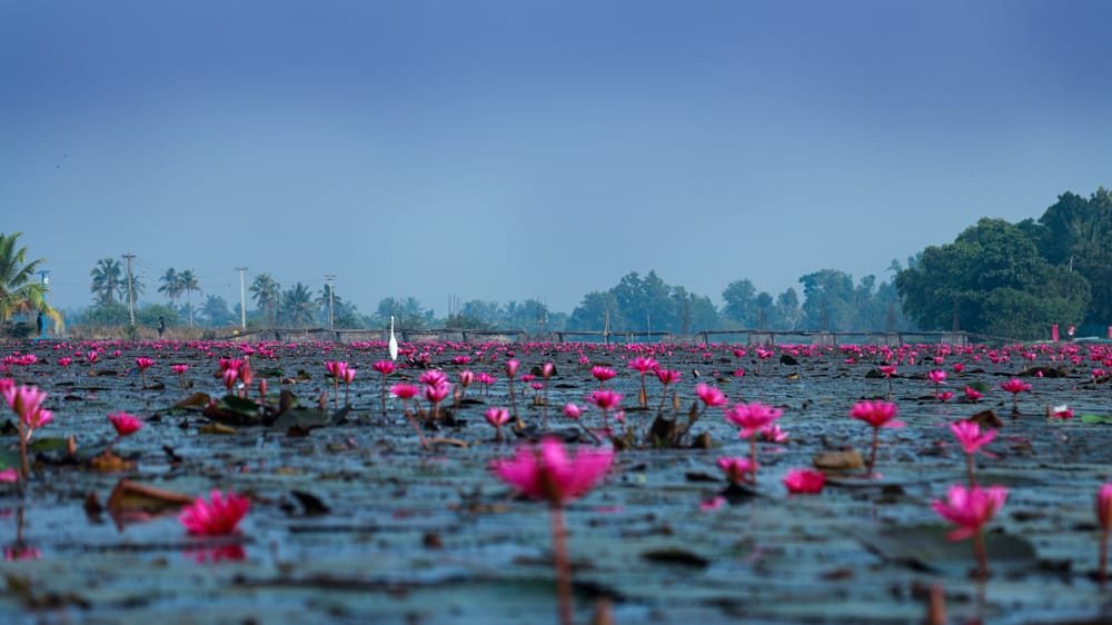 എഴുമാന്തുരുത്ത് ആമ്പൽ വസന്തം ഒരുങ്ങുന്നു