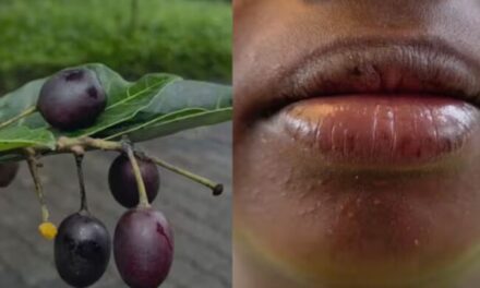 കായ് കഴിച്ച ഉടൻ ചുണ്ട് തടിച്ചു വീർത്തു..’; ഞാവൽപ്പഴത്തിന് സാമ്യമുള്ള ഒരു ഫലം കഴിച്ച വിദ്യാർത്ഥിനിക്ക് ദേഹാസ്വാസ്ഥ്യം; ആശുപത്രിയിൽ പ്രവേശിപ്പിച്ചു