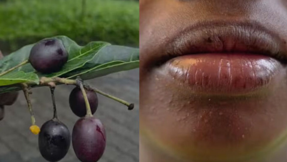 കായ് കഴിച്ച ഉടൻ ചുണ്ട് തടിച്ചു വീർത്തു..’; ഞാവൽപ്പഴത്തിന് സാമ്യമുള്ള ഒരു ഫലം കഴിച്ച വിദ്യാർത്ഥിനിക്ക് ദേഹാസ്വാസ്ഥ്യം; ആശുപത്രിയിൽ പ്രവേശിപ്പിച്ചു