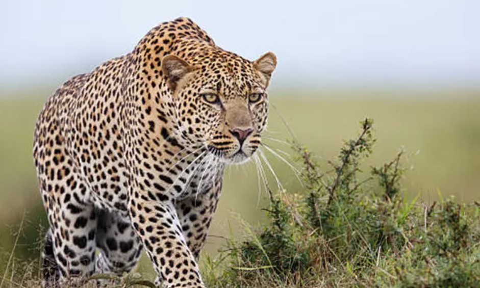 വാൽപ്പാറയിൽ ഏഴ് വയസുകാരനെ പുലി കടിച്ചു കൊന്നു