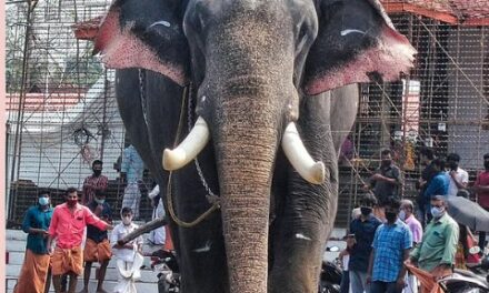 ആനപ്രേമികളുടെ ഇഷ്ടതാരം ഈരാറ്റുപേട്ട അയ്യപ്പൻ ചരിഞ്ഞു