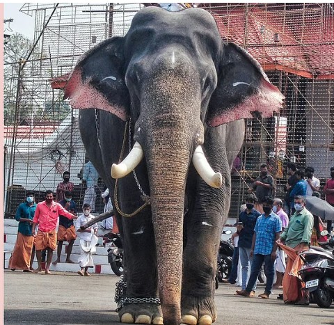 ആനപ്രേമികളുടെ ഇഷ്ടതാരം ഈരാറ്റുപേട്ട അയ്യപ്പൻ ചരിഞ്ഞു