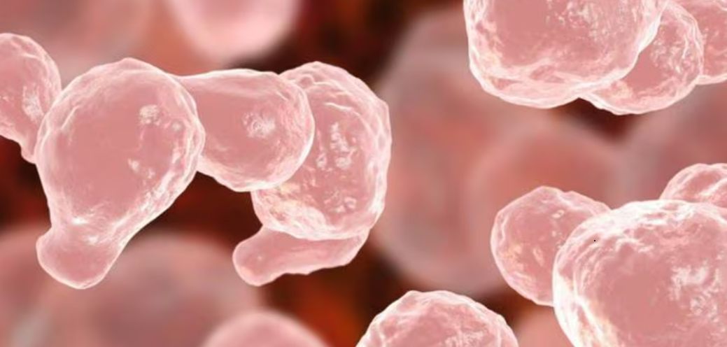 വീണ്ടും അമീബിക് മസ്തിഷ്കജ്വരം; മലപ്പുറത്ത് 11 വയസ്സുകാരിക്ക് രോ​ഗം സ്ഥിരീകരിച്ചു