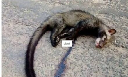 ചത്ത മരപ്പട്ടി കലക്ട്രേറ്റ് കുടിവെള്ള ടാങ്കില്‍, ഹൈക്കോടതി മച്ചിലും മരപ്പട്ടി ശല്യം