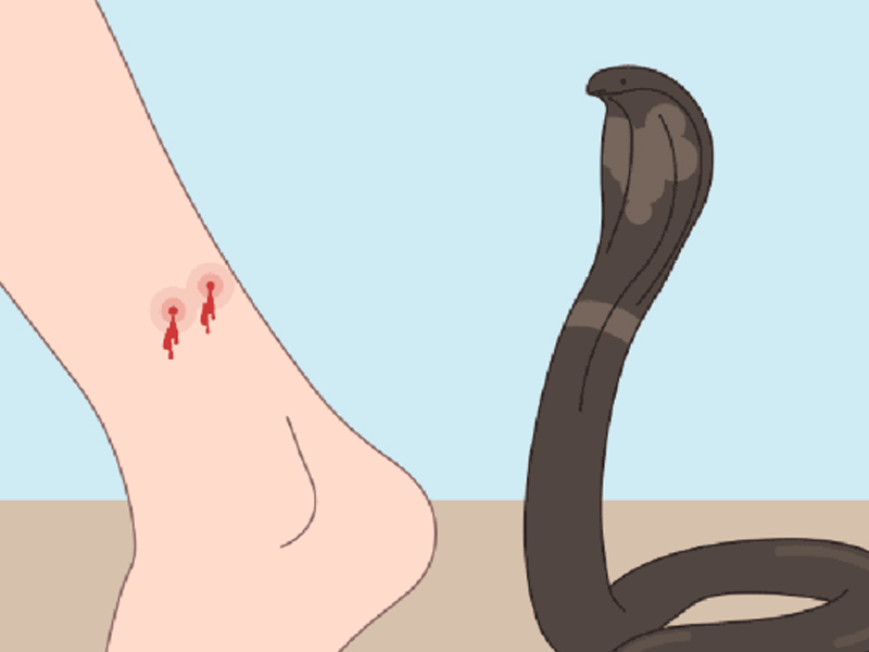 സ്ത്രീധനം ഇനിയും വേണം, യുവതിയെ മുറിയില്‍ പൂട്ടിയിട്ട ശേഷം വിഷപ്പാമ്പിനെക്കൊണ്ട് കടിപ്പിച്ചു, യുവതി സഹായം അഭ്യര്‍ത്ഥിച്ചിട്ടും ഭര്‍ത്താവോ വീട്ടുകാരോ അനങ്ങിയില്ല