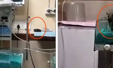 ഐസിയുവില്‍ നവജാത ശിശുക്കളെ കടിച്ച് മുറിച്ച് എലി, വിരലുകളിലും തലയിലും കടി കൊണ്ട് ജീവനറ്റ നിലയിൽ കുഞ്ഞ് ശരീരം ; കടിയേറ്റ കുഞ്ഞുങ്ങളിൽ ഒരാൾക്ക് ദാരുണാന്ത്യം