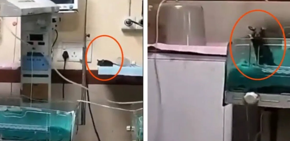 ഐസിയുവില്‍ നവജാത ശിശുക്കളെ കടിച്ച് മുറിച്ച് എലി, വിരലുകളിലും തലയിലും കടി കൊണ്ട് ജീവനറ്റ നിലയിൽ കുഞ്ഞ് ശരീരം ; കടിയേറ്റ കുഞ്ഞുങ്ങളിൽ ഒരാൾക്ക് ദാരുണാന്ത്യം