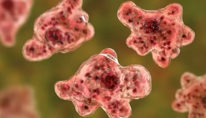 മലപ്പുറത്ത് 10 വയസുകാരന് അമീബിക് മസ്തിഷ്കജ്വരം സ്ഥിരീകരിച്ചു