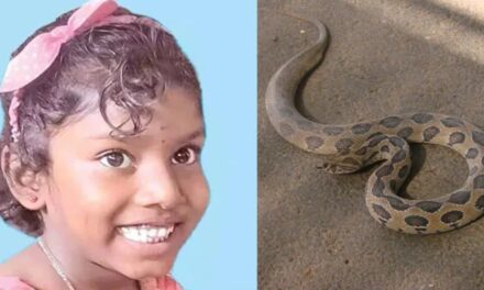 അണലിയുടെ കടിയേറ്റ ആറുവയസുകാരി മരിച്ചു; കടിയേറ്റത് തിരിച്ചറിയാൻ വൈകിയത് മരണകാരണമായി