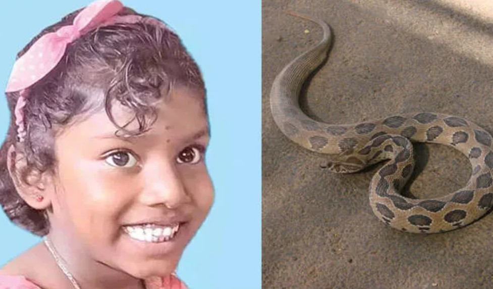 അണലിയുടെ കടിയേറ്റ ആറുവയസുകാരി മരിച്ചു; കടിയേറ്റത് തിരിച്ചറിയാൻ വൈകിയത് മരണകാരണമായി