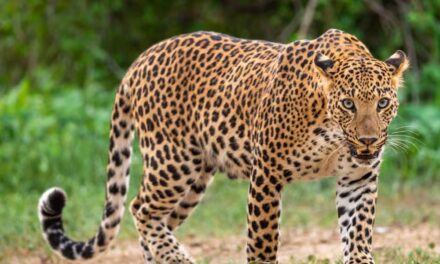 അമ്മയുടെ കൺമുന്നിൽ നിന്ന്  എട്ടു വയസ്സുകാരിയെ പുലി കടിച്ചുകൊണ്ടു പോയി; ശബ്ദമുണ്ടാക്കി പിന്നാലെ ഓടി എങ്കിലും ജീവൻ രക്ഷിക്കാനായില്ല