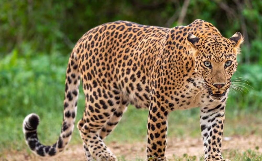 അമ്മയുടെ കൺമുന്നിൽ നിന്ന്  എട്ടു വയസ്സുകാരിയെ പുലി കടിച്ചുകൊണ്ടു പോയി; ശബ്ദമുണ്ടാക്കി പിന്നാലെ ഓടി എങ്കിലും ജീവൻ രക്ഷിക്കാനായില്ല