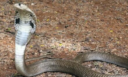 എന്നെ വിഷപ്പാമ്പിനൊപ്പം മുറിയിലിട്ടുപൂട്ടി, കടിയേറ്റുകരഞ്ഞിട്ടും തുറന്നില്ല; സ്ത്രീധനത്തിന്റെ പേരിൽ യുവതി നേരിട്ടത് കൊടും ക്രൂരത