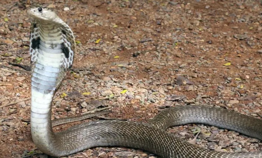 എന്നെ വിഷപ്പാമ്പിനൊപ്പം മുറിയിലിട്ടുപൂട്ടി, കടിയേറ്റുകരഞ്ഞിട്ടും തുറന്നില്ല; സ്ത്രീധനത്തിന്റെ പേരിൽ യുവതി നേരിട്ടത് കൊടും ക്രൂരത