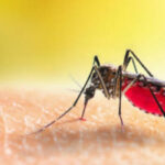 മലപ്പുറത്ത് മലമ്പനി, പ്രതിരോധ പ്രവര്‍ത്തനം തുടങ്ങി