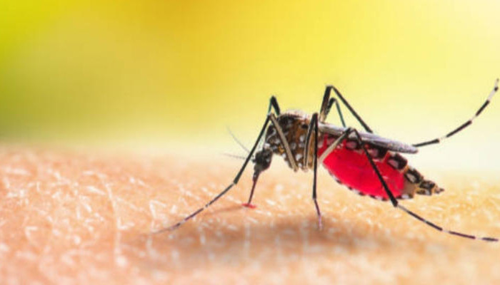 മലപ്പുറത്ത് മലമ്പനി, പ്രതിരോധ പ്രവര്‍ത്തനം തുടങ്ങി