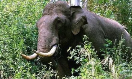 കാട്ടാന ജനൽ തകർത്ത് വീടിനുള്ളിലേക്ക് കയറി ; കെെക്കുഞ്ഞിനെ രക്ഷപ്പെടുത്തവെ ആക്രമണം വാൽപ്പാറയിൽ 3 വയസ്സുകാരിക്കും മുത്തശ്ശിക്കും ദാരുണാന്ത്യം