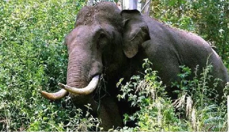 കാട്ടാന ജനൽ തകർത്ത് വീടിനുള്ളിലേക്ക് കയറി ; കെെക്കുഞ്ഞിനെ രക്ഷപ്പെടുത്തവെ ആക്രമണം വാൽപ്പാറയിൽ 3 വയസ്സുകാരിക്കും മുത്തശ്ശിക്കും ദാരുണാന്ത്യം