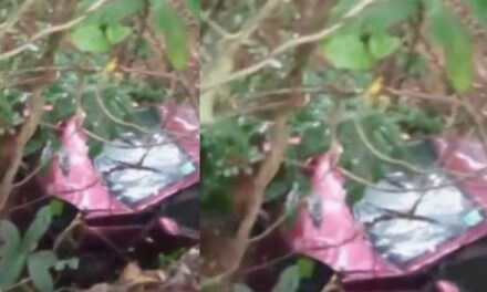 നിയന്ത്രണം വിട്ട കാർ താഴ്ചയിലേക്ക് മറിഞ്ഞ് അപകടം; വീട്ടമ്മയും കൊച്ചുമകളും മരിച്ചു