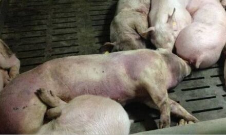 കുമരകത്ത് ആഫ്രിക്കൻ പന്നിപ്പനി സ്ഥിരീകരിച്ചു; ജില്ലയിൽ മുൻകരുതൽ