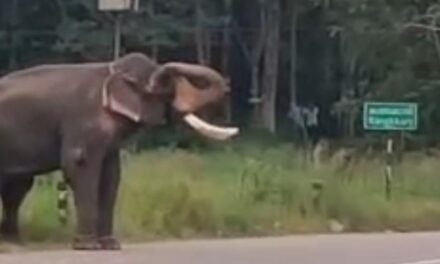 ഏറ്റുമാനൂരിൽ ആന വിരണ്ടോടി പാപ്പാനെ കുത്തി ഒന്നരമണിക്കൂറിനു ശേഷം തളച്ചു