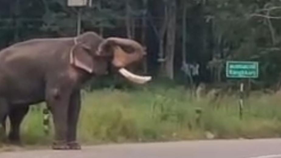 ഏറ്റുമാനൂരിൽ ആന വിരണ്ടോടി പാപ്പാനെ കുത്തി ഒന്നരമണിക്കൂറിനു ശേഷം തളച്ചു