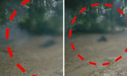 പന്നിപ്പടക്കം കടിച്ചെടുത്തുകൊണ്ട് വളര്‍ത്തുനായ വീട്ടിലെത്തി; മുറ്റത്ത് വച്ച്‌ പൊട്ടിത്തെറിച്ച് നായയുടെ തല തകർന്നു : സംഭവം കൊല്ലം പുനലൂരിൽ