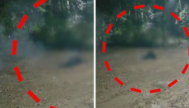 പന്നിപ്പടക്കം കടിച്ചെടുത്തുകൊണ്ട് വളര്‍ത്തുനായ വീട്ടിലെത്തി; മുറ്റത്ത് വച്ച്‌ പൊട്ടിത്തെറിച്ച് നായയുടെ തല തകർന്നു : സംഭവം കൊല്ലം പുനലൂരിൽ