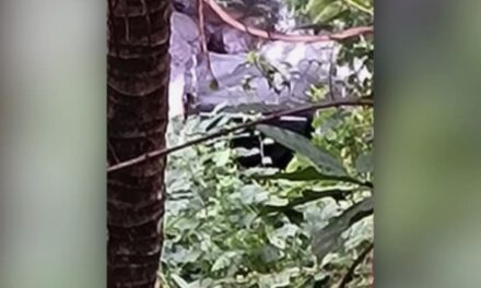 റോഡിൽ പാമ്പിനെ കണ്ട് ഓട്ടോ വെട്ടിച്ചു : പത്തനംതിട്ടയിൽ സ്കൂൾ കുട്ടികളുമായി പോയ ഓട്ടോ തോട്ടിലേക്ക് മറിഞ്ഞു ; മൂന്നാം ക്ലാസുകാരിക്ക് ദാരുണാന്ത്യം