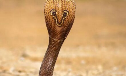 മെഡിക്കല്‍ കോളജില്‍ തലയ്ക്കു മുകളില്‍ മൂര്‍ഖന്‍, ഉറക്കമില്ലാതെ ജീവനക്കാര്‍