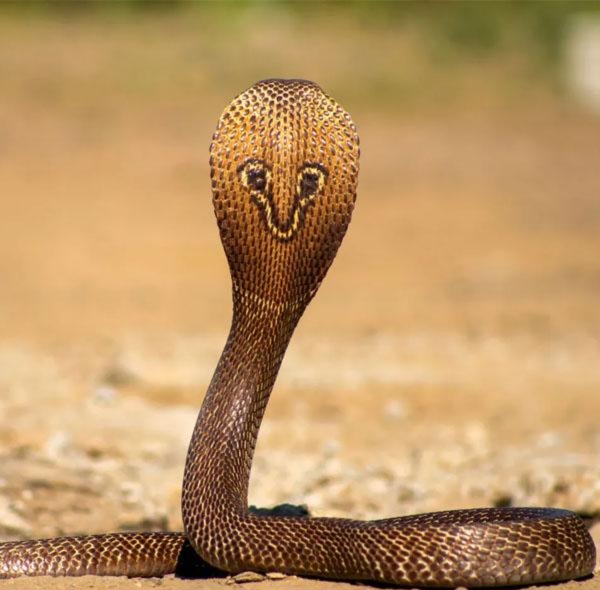 മെഡിക്കല്‍ കോളജില്‍ തലയ്ക്കു മുകളില്‍ മൂര്‍ഖന്‍, ഉറക്കമില്ലാതെ ജീവനക്കാര്‍