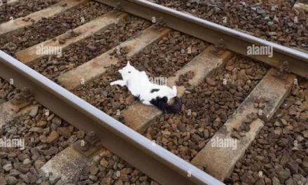 രണ്ടു മലയാളി നഴ്സിംഗ് വിദ്യാർത്ഥികൾ ബാംഗ്ലൂരിൽ ട്രെയിൻ തട്ടി മരിച്ചു