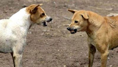 തെരുവുനായയുടെ കടിയേറ്റു മരിച്ചാല്‍ 5 ലക്ഷം