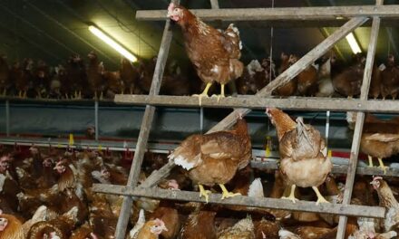 കോഴികള്‍ കൂട്ടത്തോടെ ചത്തൊടുങ്ങുന്നു