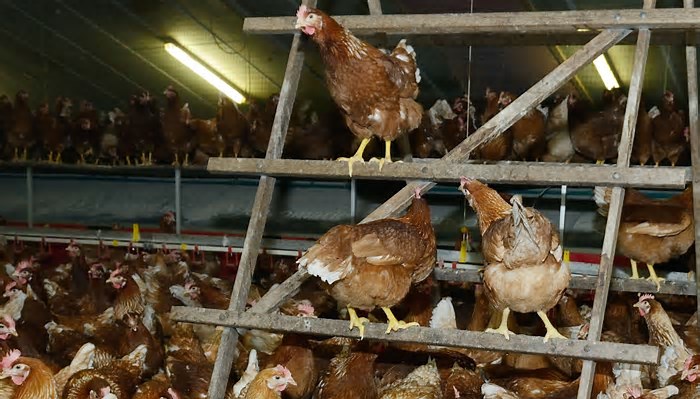 കോഴികള്‍ കൂട്ടത്തോടെ ചത്തൊടുങ്ങുന്നു